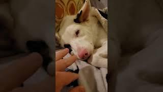 Waking a deaf puppy