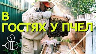 ПЧЕЛОВОД в гостях у пчел | Продукты пчеловодства и жизнь улья | Как собрать мед? ПАСЕКА