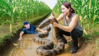 Harvesting Corn Go To Market Sell - Taming giant python invading corn field | Lý Thị Hoa