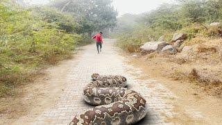 Anaconda Attacks Are Getting WORSE!