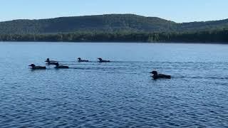 Loons on Lake Tarleton