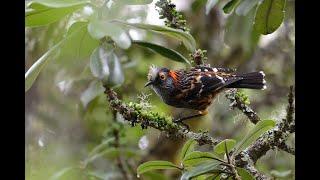 `Ākohekohe / Crested Honeycreeper (Palmeria dolei) 4K