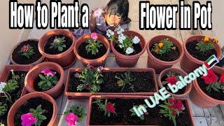 DIY How to plant a flower in pot for beginners | Dubai |UAE balcony