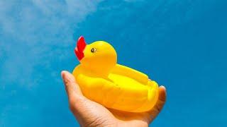 CACHORROS ADORAM ESSE SOM PATO DE BORRACHA || DOGS LOVE THAT RUBBER DUCK SOUND