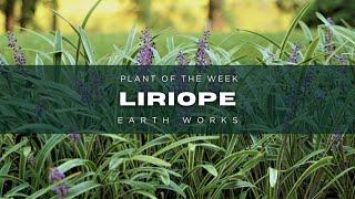  Liriope & Aztec Grass: Your Year-Round Garden Stars!  | Earth Works Gardens