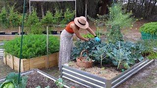 Zbieranie i gotowanie tego, co daje mi mój ogród | Uprawa ogrodu warzywnego na wsi