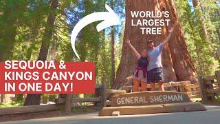 SEQUOIA & KINGS CANYON NATIONAL PARK IN ONE DAY: General Sherman, things to do, California road trip