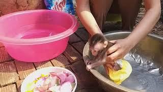 Bathing For Tiny Newborn Baby Monkey With Warm Water