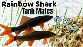 Top 15 Tank Mates for Rainbow Sharks – No More Aggression!