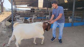 Tiger Of Hidayah Goat Farm Surat | Biggest Boer Goat Farm Gujarat.
