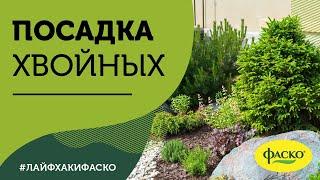 Посадка хвойных