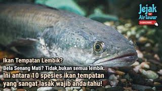 10 spesies ikan tempatan yang kuat dan lasak