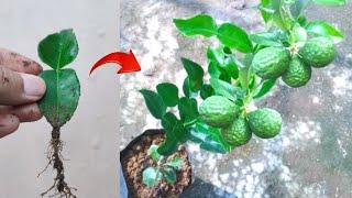 Good ideas! graft a kaffir lime trees from kaffir lime leaves in pot