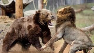 Who Would Win This Battle Lion or Bear????????????