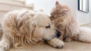 Golden Retriever Gets Love from a Cat [Cuteness Overload]