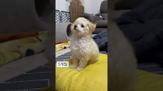 2개월~4개월 #토이푸들 #강아지 폭풍성장 영상 zip #크림푸들 홍자
