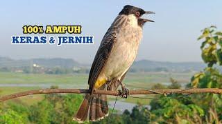 Suara Burung Kutilang Gacor Keras dan Jernih 100% Ampuh Untuk Suara Panggilan Dan Masteran