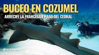 Buceo en Cozumel Arrefice LA FRANCESA Y PASO DEL CEDRAL / Cozumel Scuba Diving /