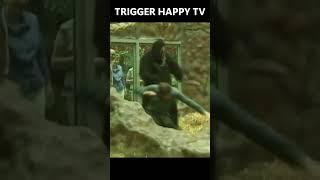 Funny Gorilla Attack At Zoo