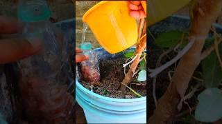 Unique gardening tip and hack for organic fertilizer#shorts #youtubeshorts #gardeningtips #gardening