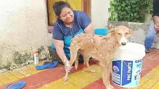 DOGS BATH DAY || soma rathod ||