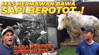 DATENG JUGA SAPI BELGIAN BLUE ORI..!! TAKJUB LIAT OTOTNYA..!!