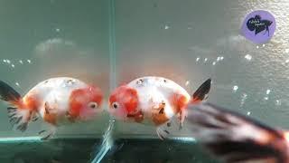 For Sale: Premium Grade Sakura Ranchu Male Goldfish (E37) Fishchick Auctions (EOFYSH)