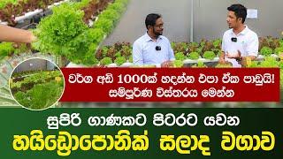 සුපිරි ගාණකට පිටරට යවන හයිඩ්‍රොපොනික් සලාද වගාව | How to do Hydroponic farming in Sri Lanka