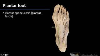 Structures of Foot and Ankle: Wrist, Hand, and Foot - Dissection Supplement