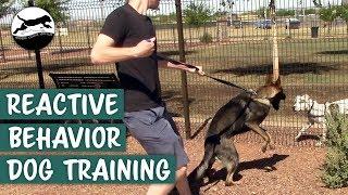 Stop Your Dog's Reactive Behavior On-Leash