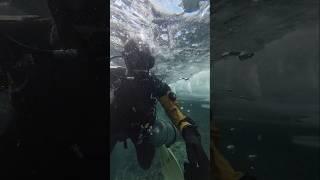 Дайвинг  #aksenovscubadiving #scubadiving #дайвинг