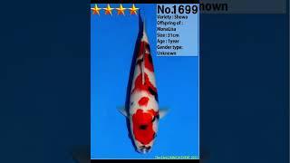 ABSOLUTE KOI FOR YORKSHIRE KOI SOCIETY MARCH 2023