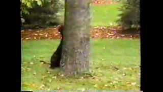 Dog Hides Behind Tree