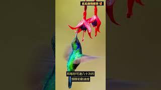 驚人飛行藝術：令人著迷的蜂鳥