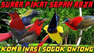 SUARA PIKAT BURUNG SEPAH RAJA | KOMBINASI SUARA SOGOK ONTONG