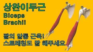 팔의 알통근육 상완이두근(Biceps Brachii) 운동도 스트레칭도 중요해요.