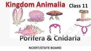 Kingdom Animalia class 11 | Porifera & Cnidaria | NCERT | State board | NEET |