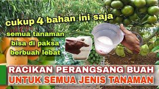 LUAR BIASA DAHSYAT RACIKAN PUPUK PERANGSANG BUAH