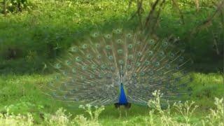 Indian peafowl  (Pavo cristatus)