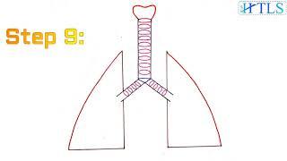 Easy step by step diagram of lungs/How to draw the structure of lungs easily/How to draw the lungs.