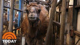 Camel Milk Sales Grow As More People Want Alternatives | TODAY