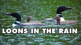 Thunder and Heavy Rain on a Pond With a Beautiful Loon Family Swimming and Calling in the Downpour