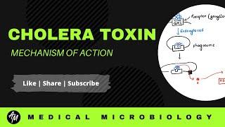 Cholera toxin | Mechanism of action | Microbiology | Cell signaling | Akash Mitra