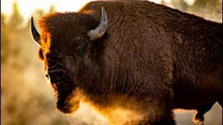 FACING THE STORM: STORY OF THE AMERICAN BISON  Full Exclusive Nature Documentary  English HD 2022