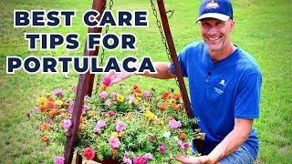Best Care Tips for Drought Tolerant PORTULACA (Moss Rose or Purslane)