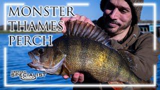 Monster Thames Perch | Daniel Woolcott | Perch Fishing