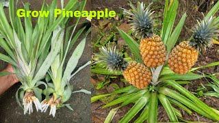 How to Grow Pineapple with Water at Home | Growing Pineapple Plants | Grow Pineapple plant at Home