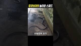 킹코브라의 놀라운 스피드