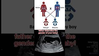 Baby boy or baby girl, Father determines the gender of your baby #baby #pregnancy #shorts