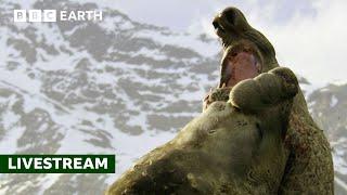  LIVE: 50 of the Greatest Fights in the Animal Kingdom | BBC Earth